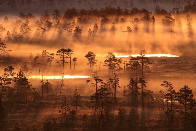 Pine Trees in Fog — Orange, Dramatic