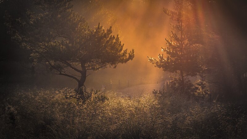 Pine Trees in Fog — Orange, Serene, Morning
