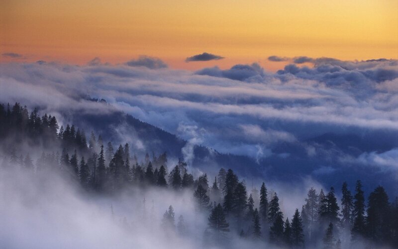Pine Trees in Fog — Orange, Serene, Sunrise