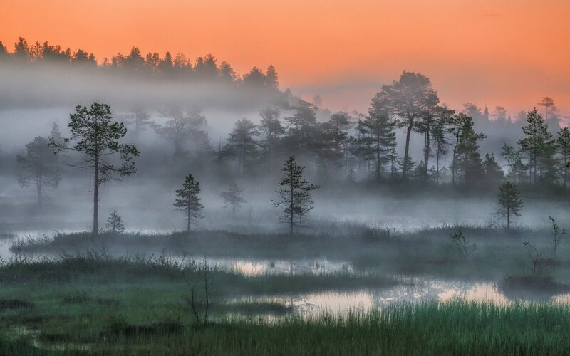 Pine Trees in Fog — Orange, Serene