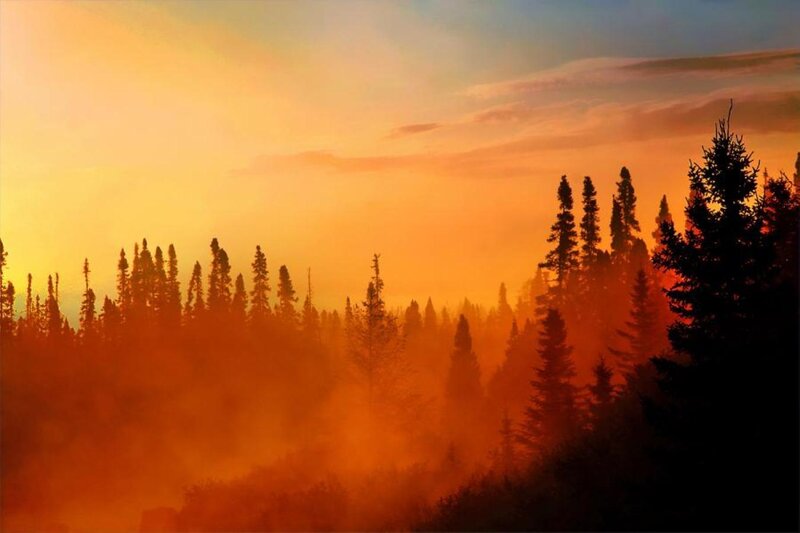 Pine Trees in Fog — Orange