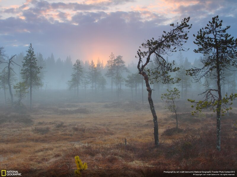 Pine Trees in Fog — Purple, Serene