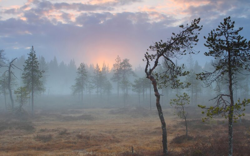 Pine Trees in Fog — Purple