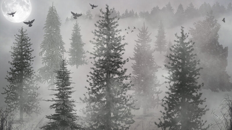Pine Trees in Fog