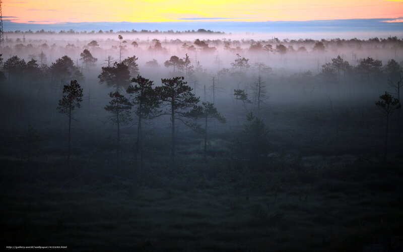 Pine Trees in Fog — Yellow, Serene
