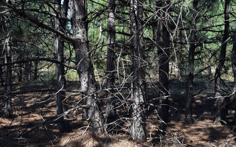 Pine Trees in Forest — Brown, Natural