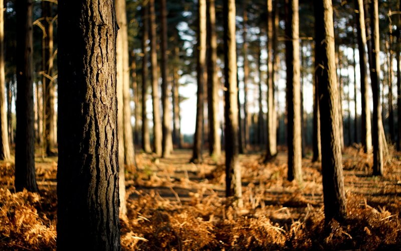 Pine Trees in Forest — Brown, Serene, Afternoon