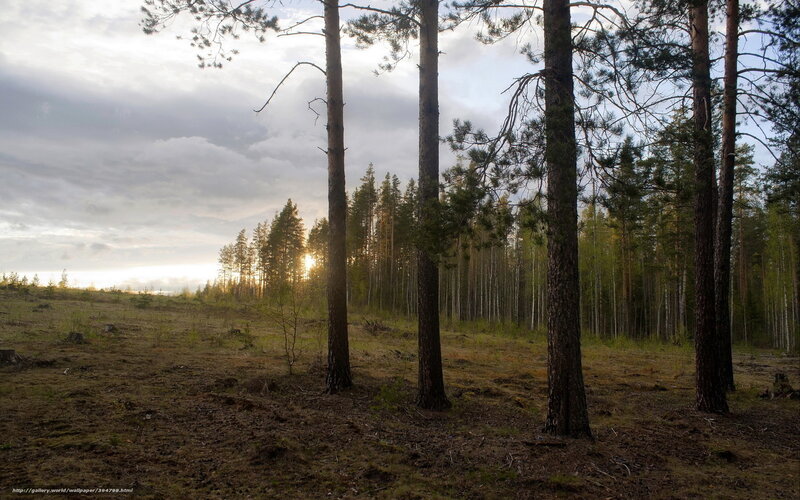 Pine Trees in Forest — Brown, Serene, Sunset