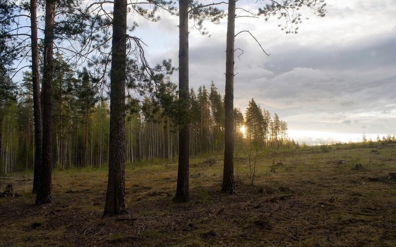 Pine Trees in Forest — Brown, Serene