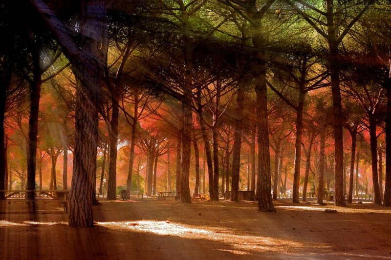 Pine Trees in Forest — Brown