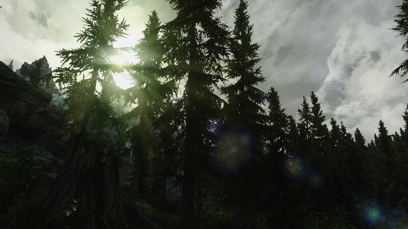 Pine Trees in Forest — Green, Dramatic