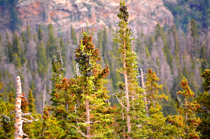 Pine Trees in Forest — Green, Natural