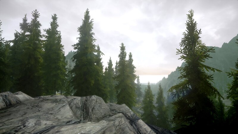 Pine Trees in Forest — Green, Overcast