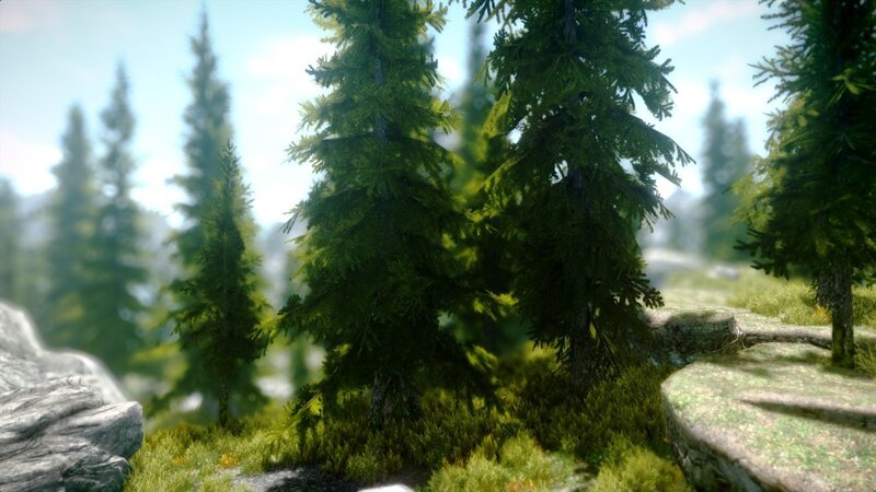 Pine Trees in Forest — Green, Serene, Afternoon, 3d Render, Rocks, Moss