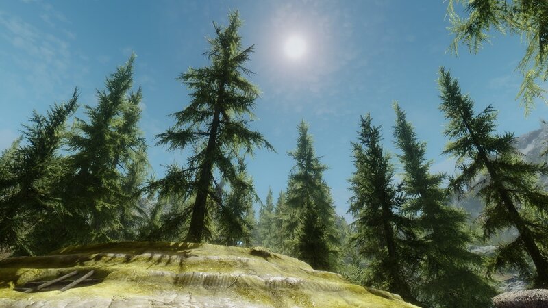 Pine Trees in Forest — Green, Serene, Afternoon, 3d Render