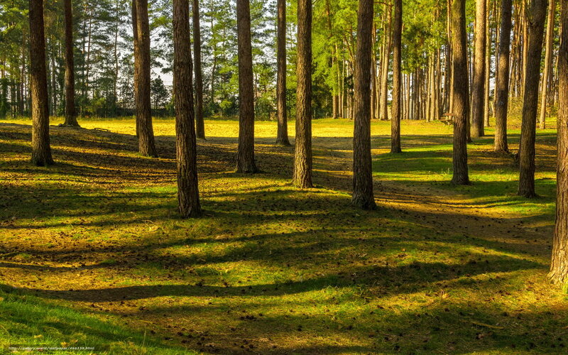 Pine Trees in Forest — Green, Serene, Afternoon, Photograph, Grass