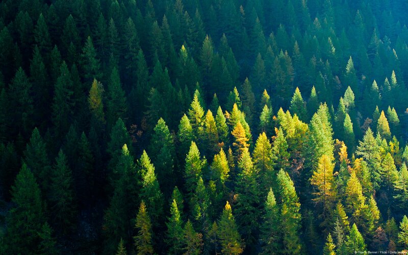 Pine Trees in Forest — Green, Serene, Afternoon, Photograph, Sunlight