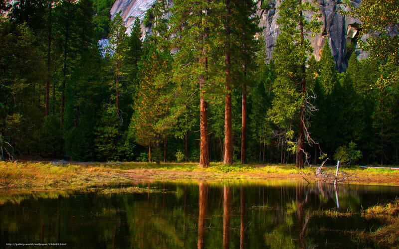 Pine Trees in Forest — Green, Serene, Afternoon, Photograph