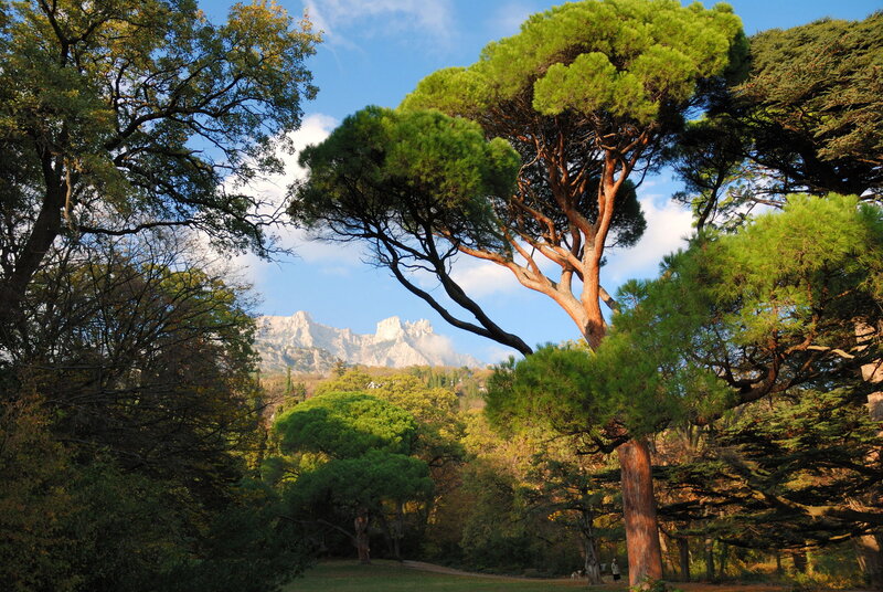 Pine Trees in Forest — Green, Serene, Afternoon
