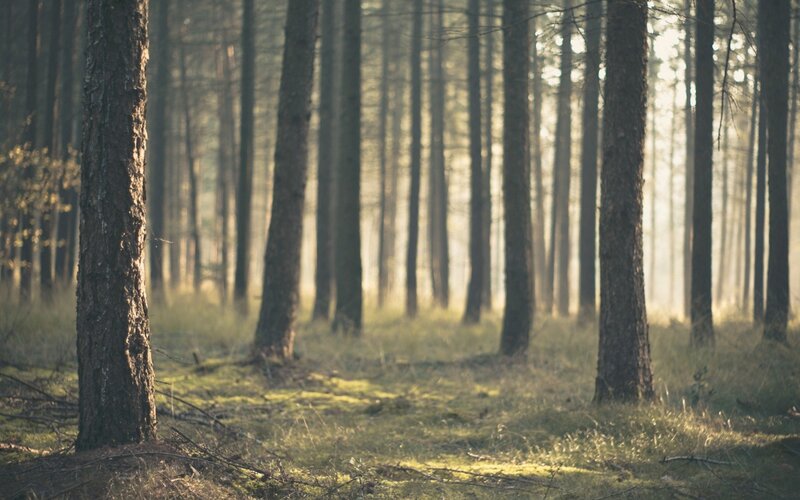 Pine Trees in Forest — Green, Serene, Morning, Photograph, Grass, Sunlight, Brown