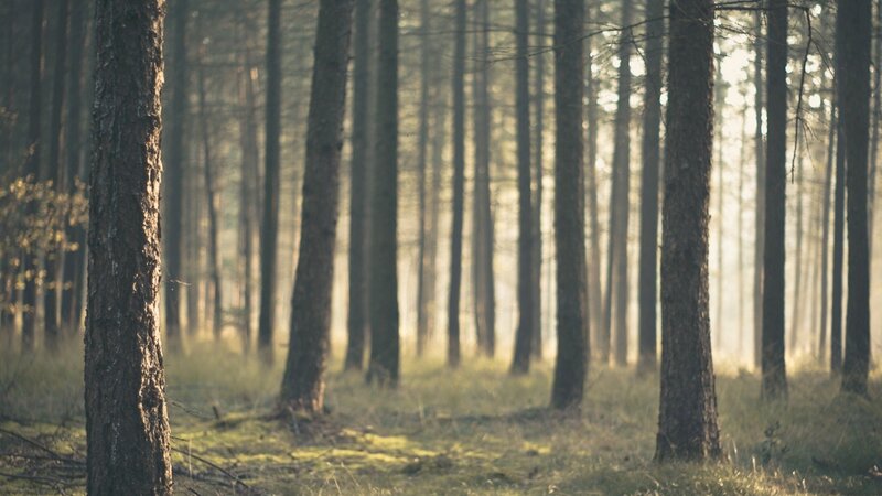 Pine Trees in Forest — Green, Serene, Morning, Photograph, Grass, Sunlight, Brown, Yellow