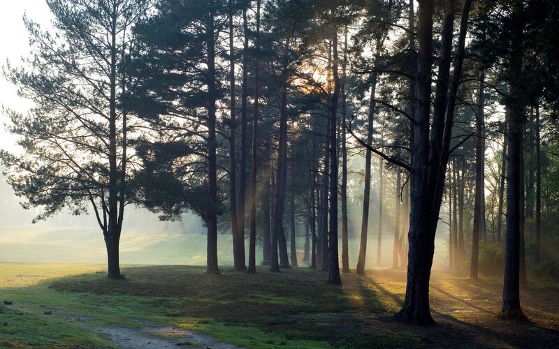 Pine Trees in Forest — Green, Serene, Morning