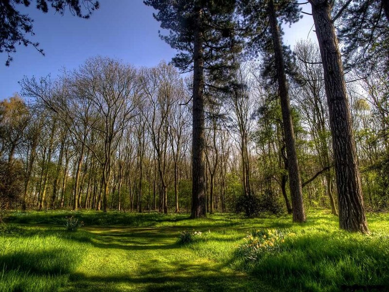 Pine Trees in Forest — Green, Serene, Spring