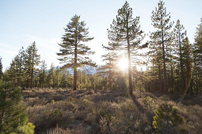 Pine Trees in Forest — Green, Serene, Sunset, Photograph, Sun