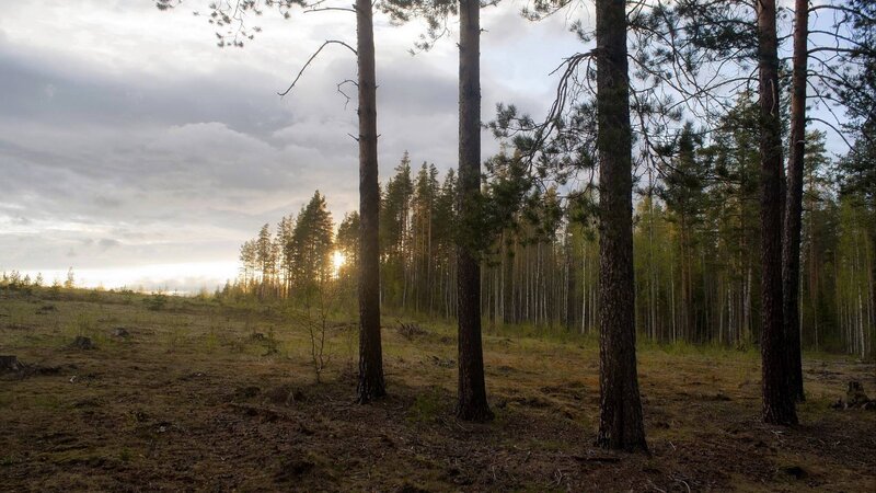 Pine Trees in Forest — Green, Serene, Sunset, Photograph