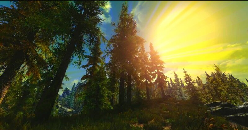 Pine Trees in Forest — Green, Serene, Sunset