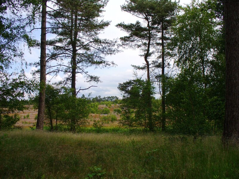 Pine Trees in Forest — Green, Serene