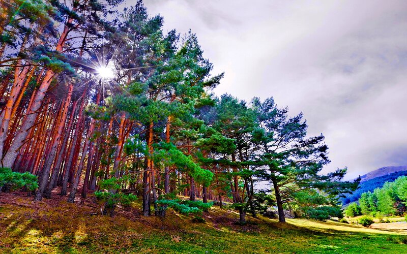 Pine Trees in Forest — Green