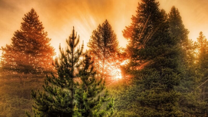 Pine Trees in Forest — Orange