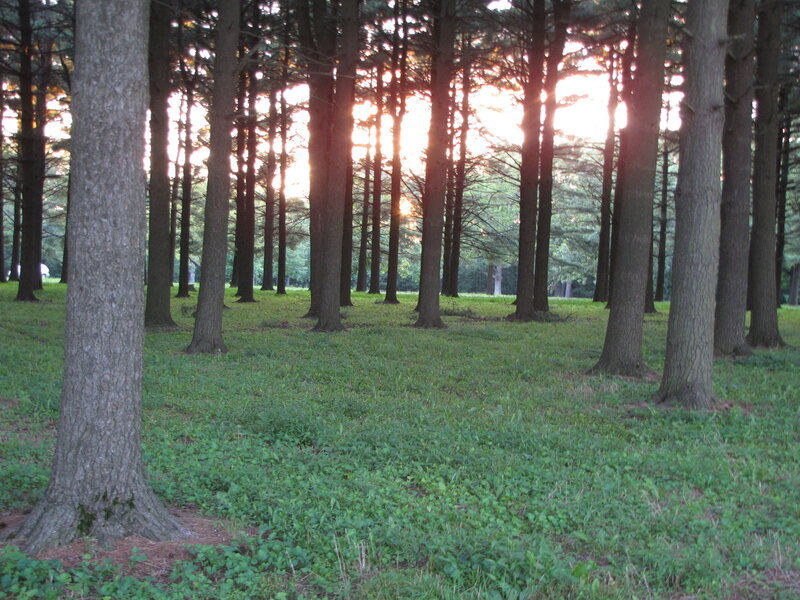 Pine Trees in Forest