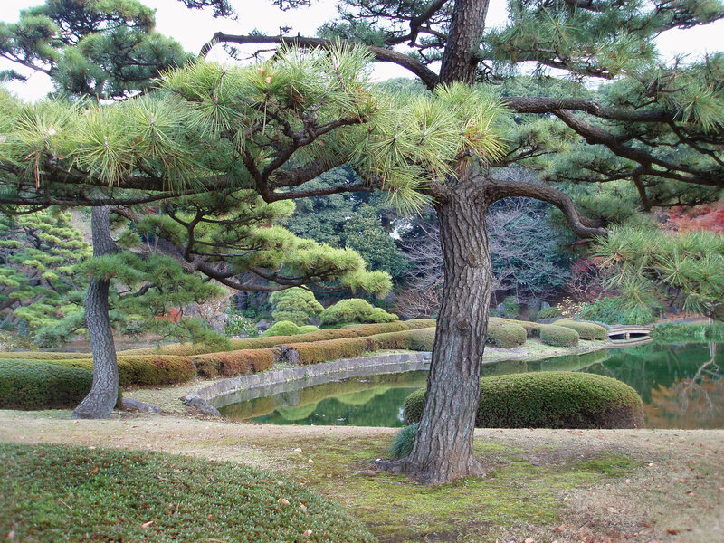 Pine Trees in Garden