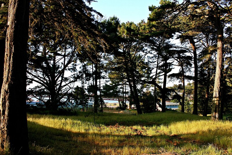 Pine Trees in Grassy Field