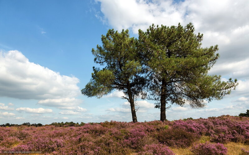 Pine trees in heather field