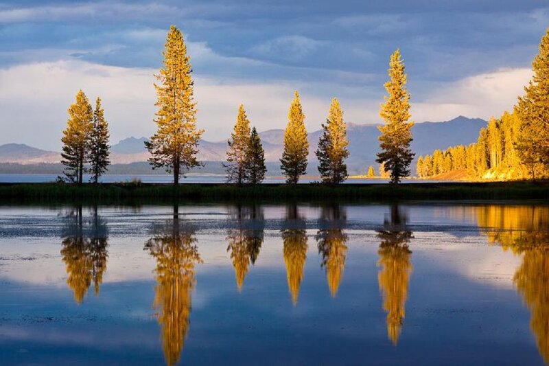Pine Trees in Lake — Blue, Serene