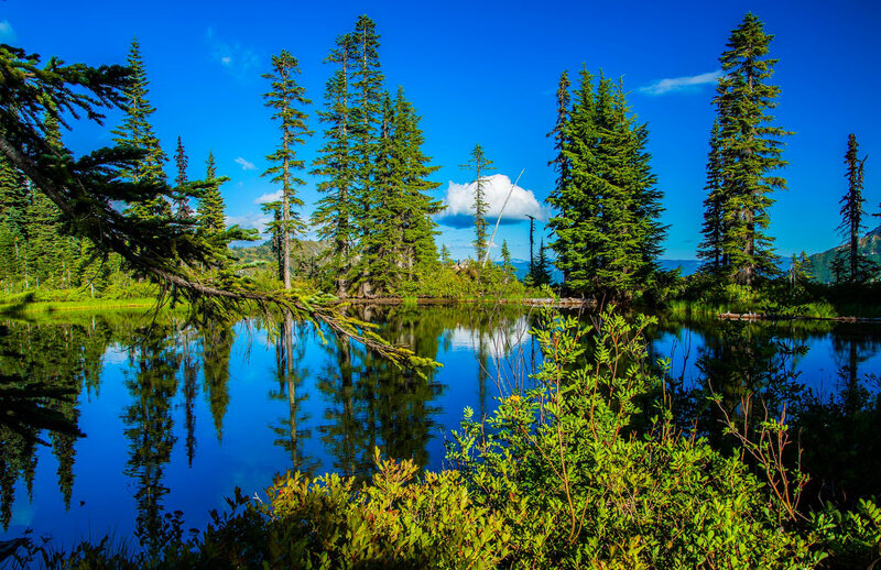 Pine Trees in Lake — Blue