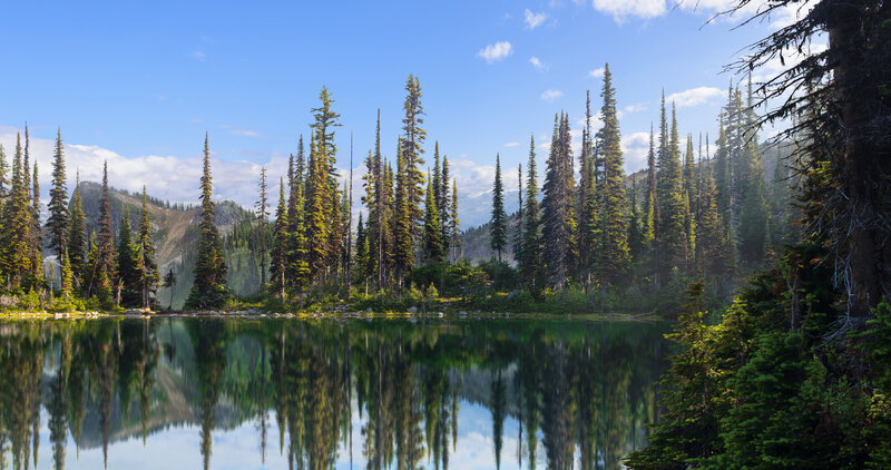 Pine Trees in Lake — Green