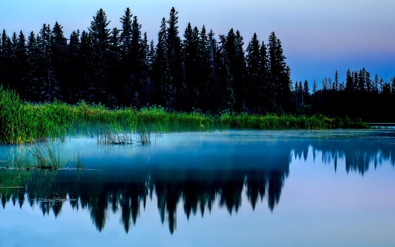 Pine Trees in Lake