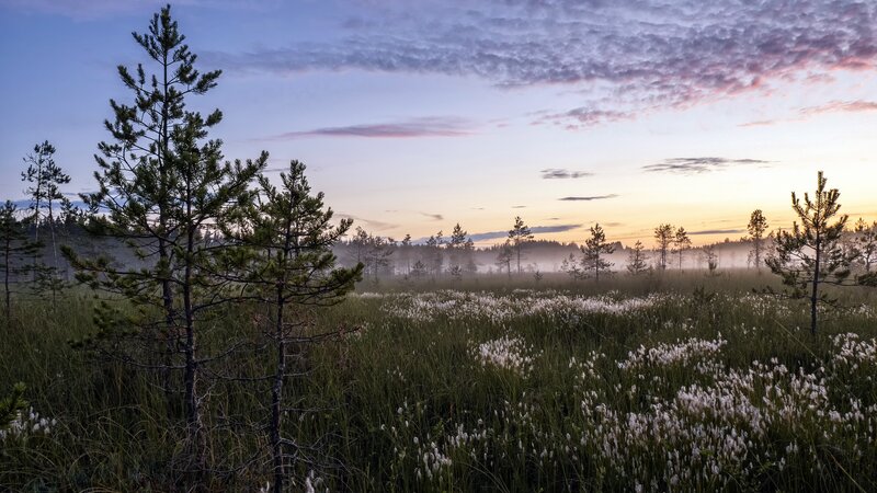 Pine Trees in Marsh — Blue