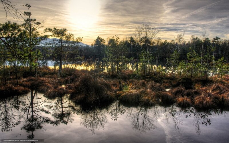 Pine Trees in Marsh — Green, Serene