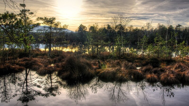 Pine Trees in Marsh — Green