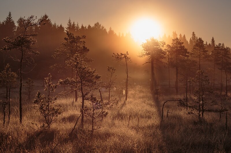 Pine Trees in Marsh — Orange