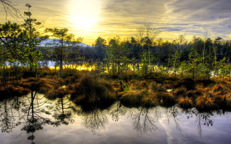Pine Trees in Marsh — Yellow