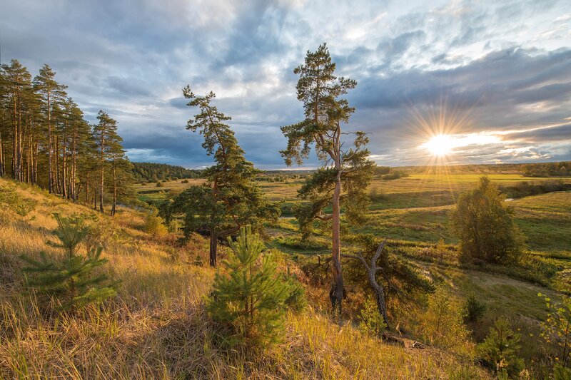 Pine Trees in Meadow — Green, Dramatic