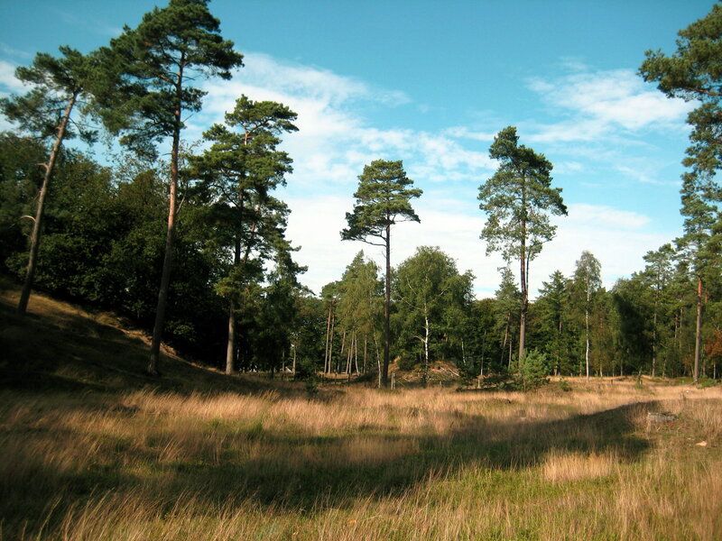Pine Trees in Meadow — Green