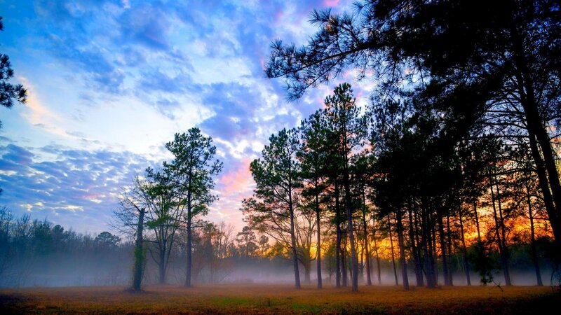 Pine Trees in Mist — Blue, Serene, Sunrise