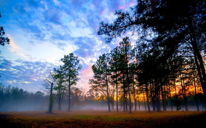 Pine Trees in Mist — Blue, Serene